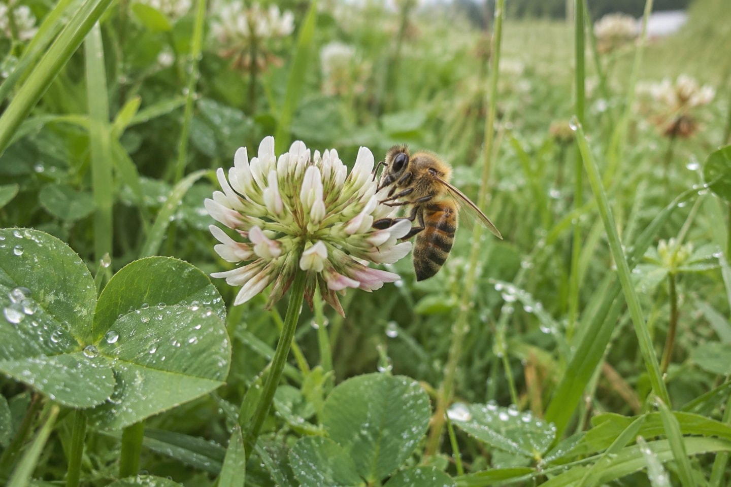 A honeybee on a clover blossom.
